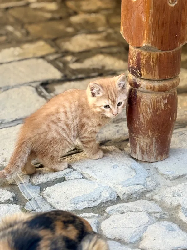 Отдам домашние котята — фото 1