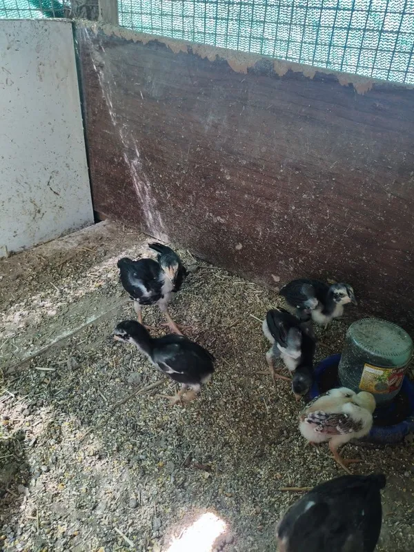 Dakan jojala sotiladi 1 oyli aralash 1 Dakan jojala sotiladi 1 oyli aralash 1