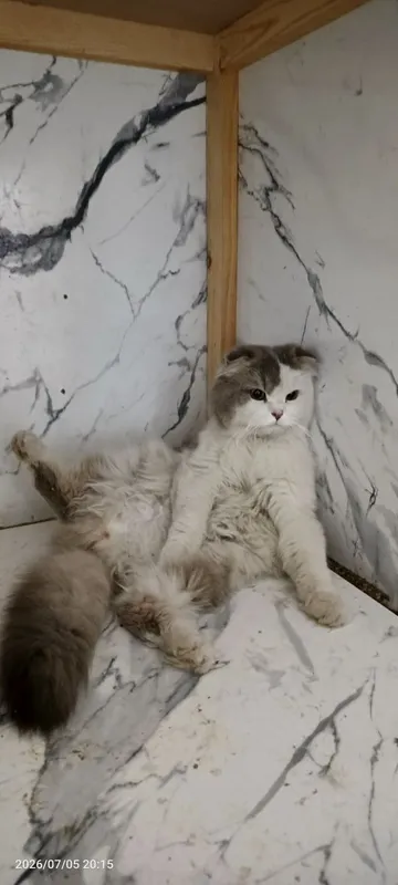 Скоттиш фолт ўгил 2 Скоттиш фолт ўгил 2