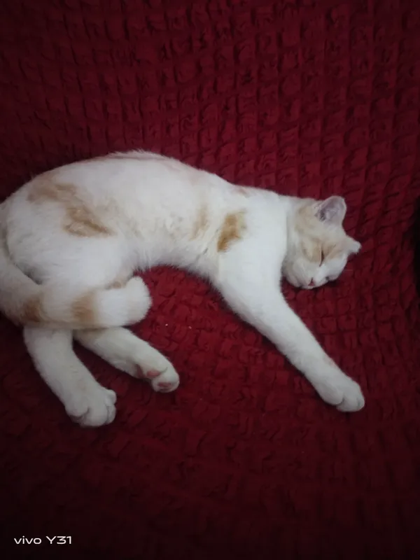 Scottish fold Narxi: 70$ 3 Scottish fold Narxi: 70$ 3