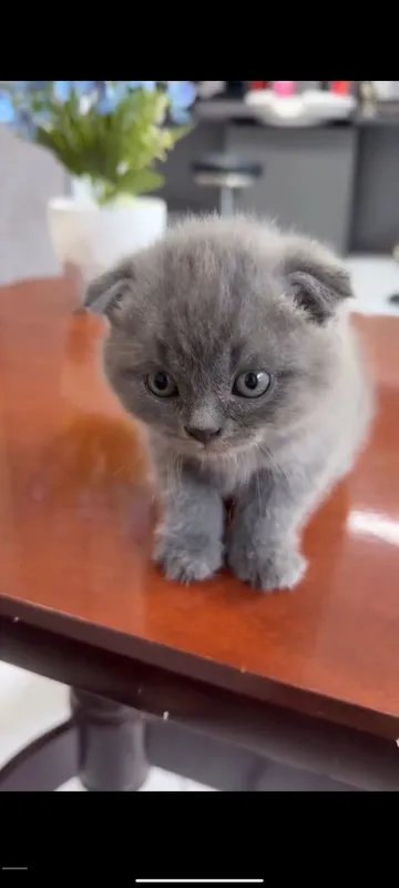 Scottish Fold sotiladi — фото 1