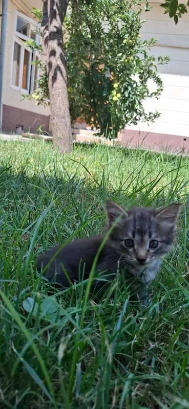 котенок 8