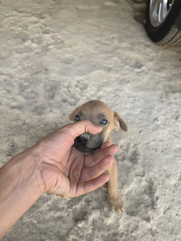 Pit bul bolari sotiladi 2 Pit bul bolari sotiladi 2