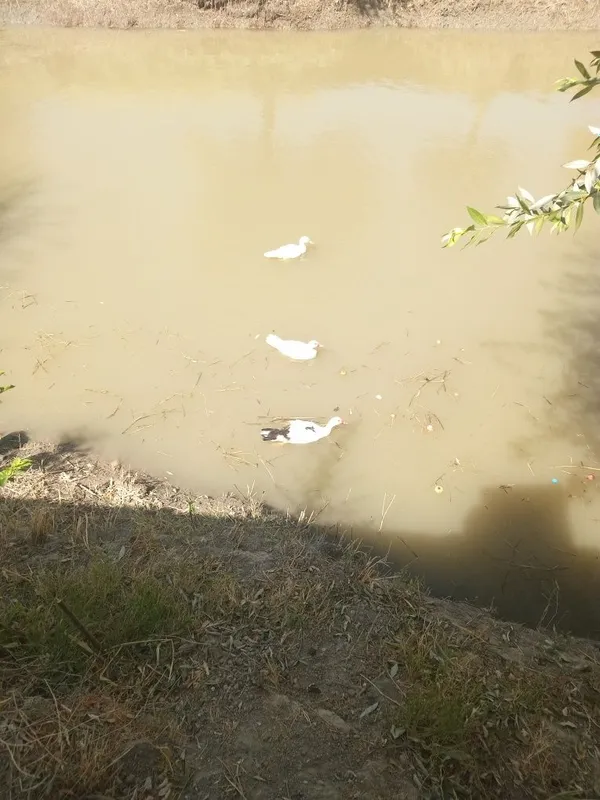 Inda utka ôrdak sotiladi 20 ta bor — фото 1