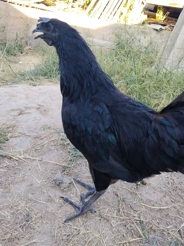 Ayam semani tovuq sotiladi koʻk tuhum 2 Ayam semani tovuq sotiladi koʻk tuhum 2