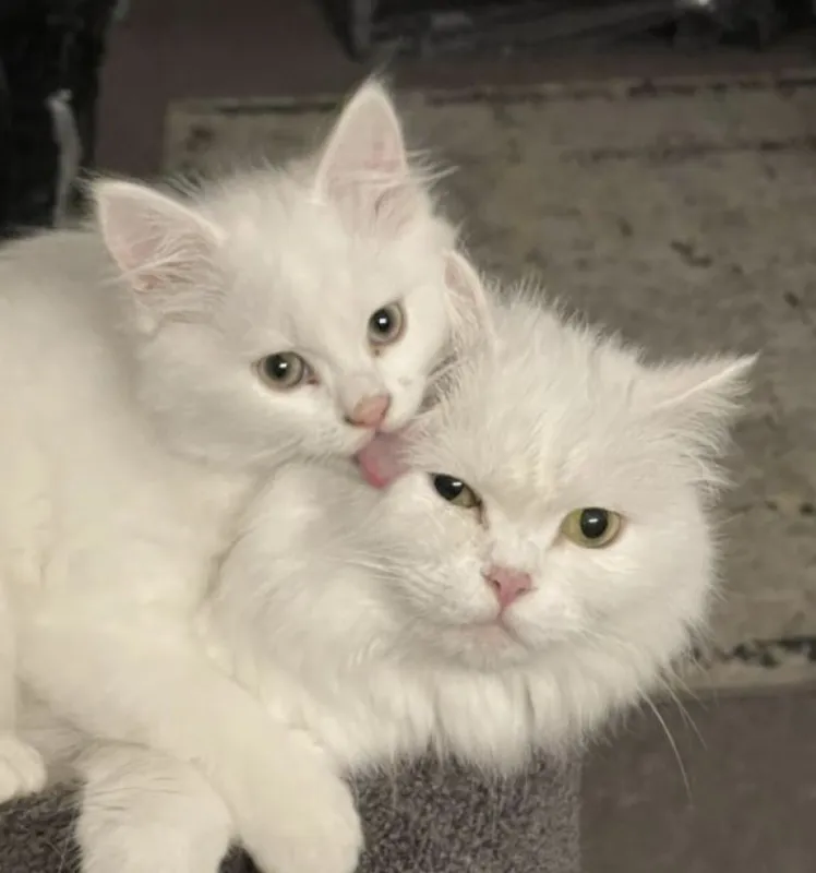 Котята Турецкой Ангоры.