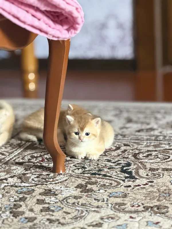 Shinshilla шиншилла — фото 2