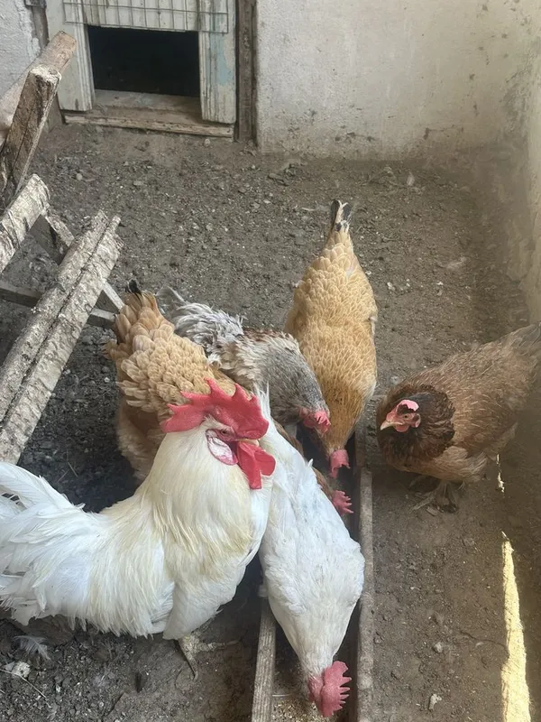 Продаются срочно куры с петухом 2 Продаются срочно куры с петухом 2