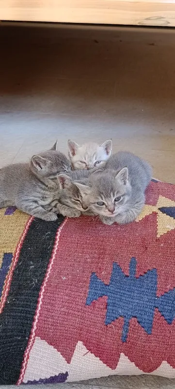 Британский котенок