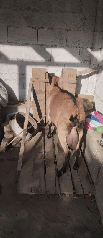 Zotli echki sotiladi ertalab 2 letr kechda 2 letr sut beradi 2 Zotli echki sotiladi ertalab 2 letr kechda 2 letr sut beradi 2
