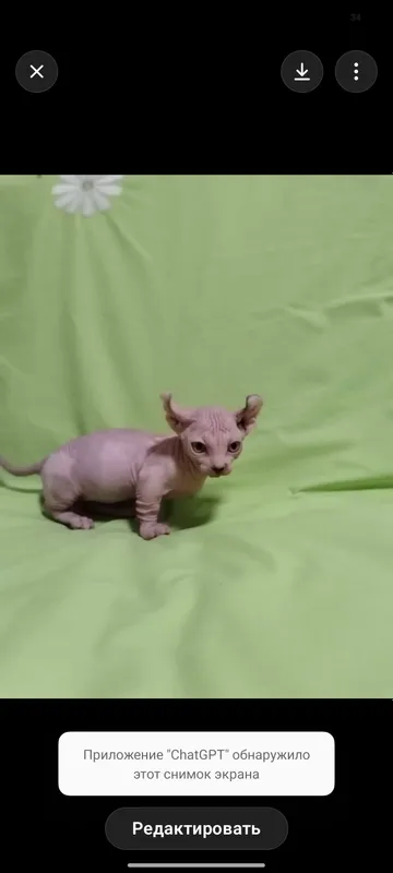 Sfinks 2