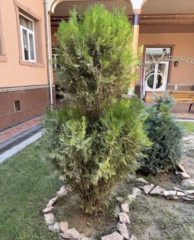 Шамшод, Арча сотилади 2 Шамшод, Арча сотилади 2