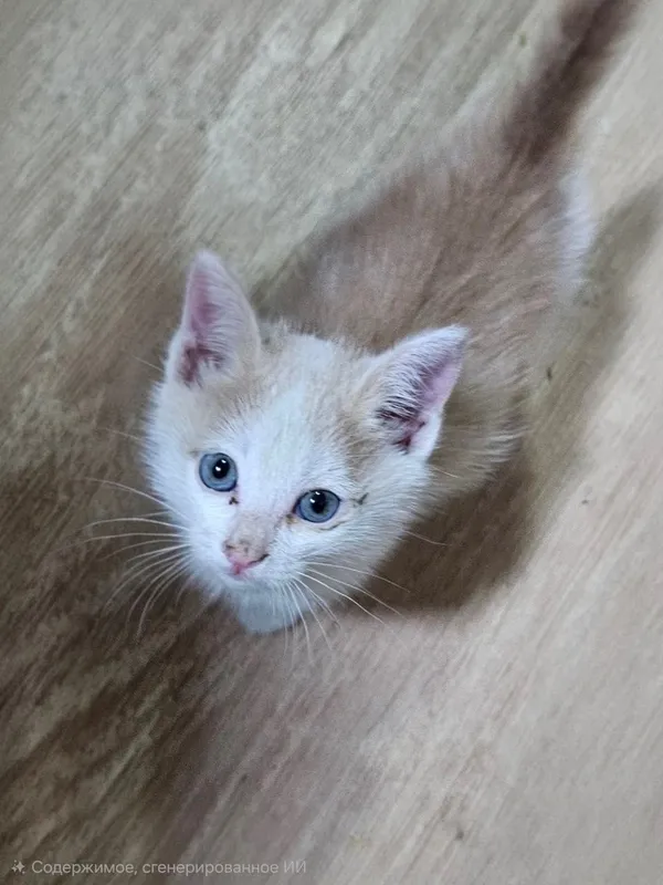 Котёнок, отдам даром