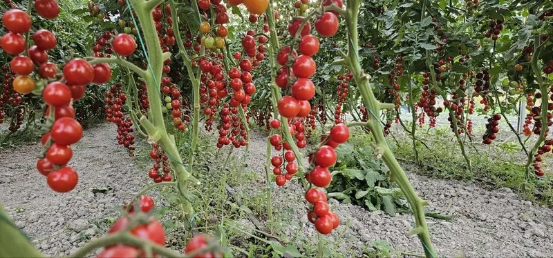 Продается помидоры черри, Помидор черри (cherry tomat) сотилади — фото 4