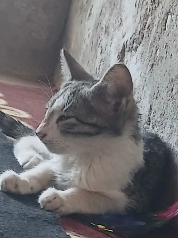 Котёнок 1 Котёнок 1
