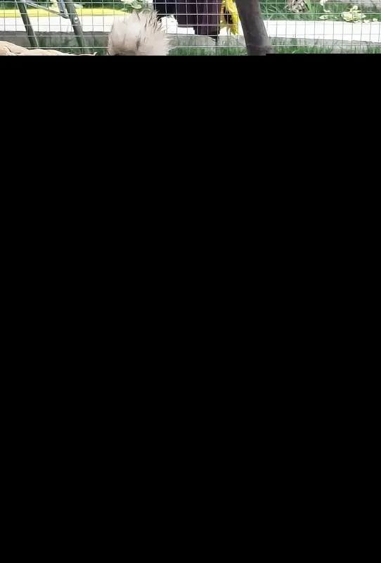 TovuqxonaValer sotiladi 6