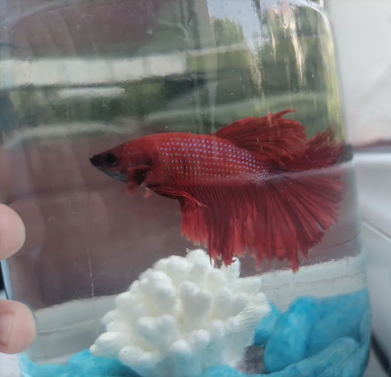 Betta petushok baliq sotiladi — фото 1