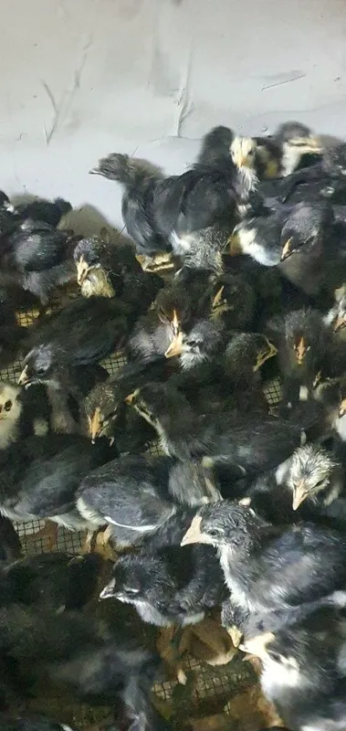 Andijon Qora jòjalar