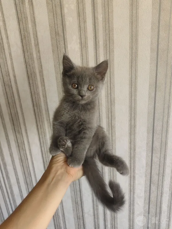 Продаются породистые котята 1 Продаются породистые котята 1