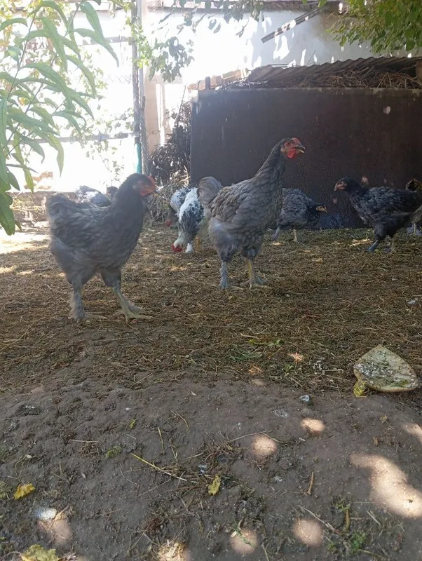 Продаётся куры породы Брама. 3