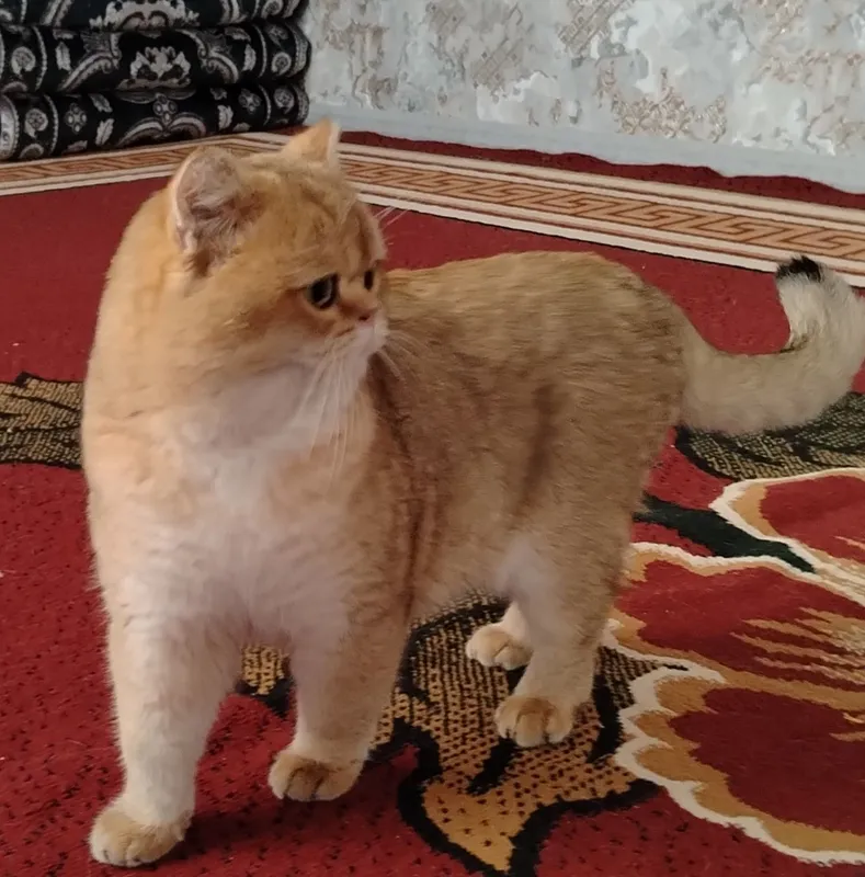 Zolotoy shinshila Vyazka chista krov