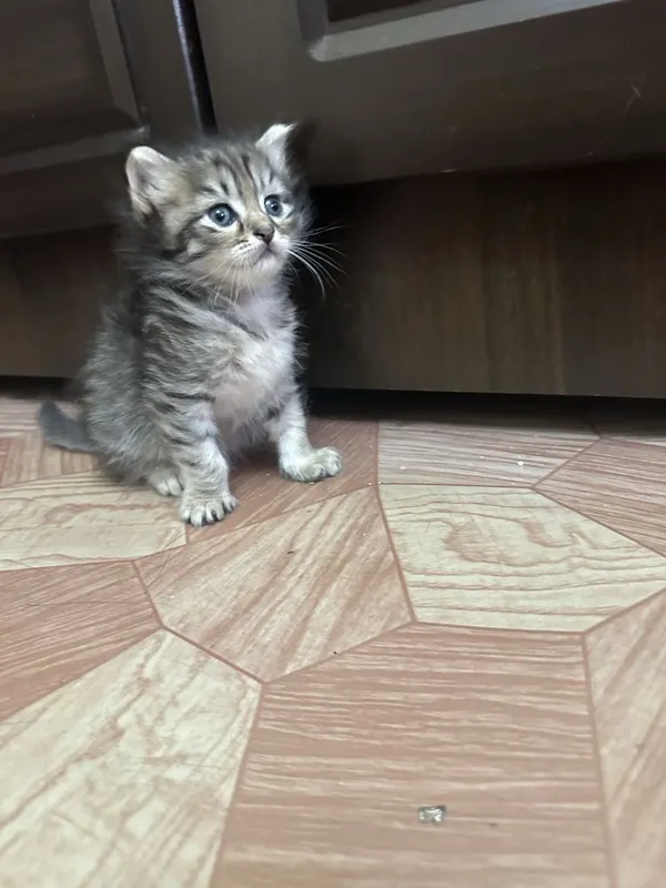 Этим котятам сегодня ровно 1 месяц 5 Этим котятам сегодня ровно 1 месяц 5