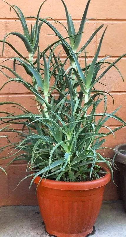 Aloe gullari tuvaki bilan 2 Aloe gullari tuvaki bilan 2