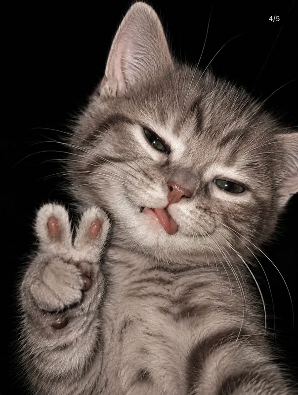 Mushuk scottish fold QIZ BOLA 4 OYLIK 5