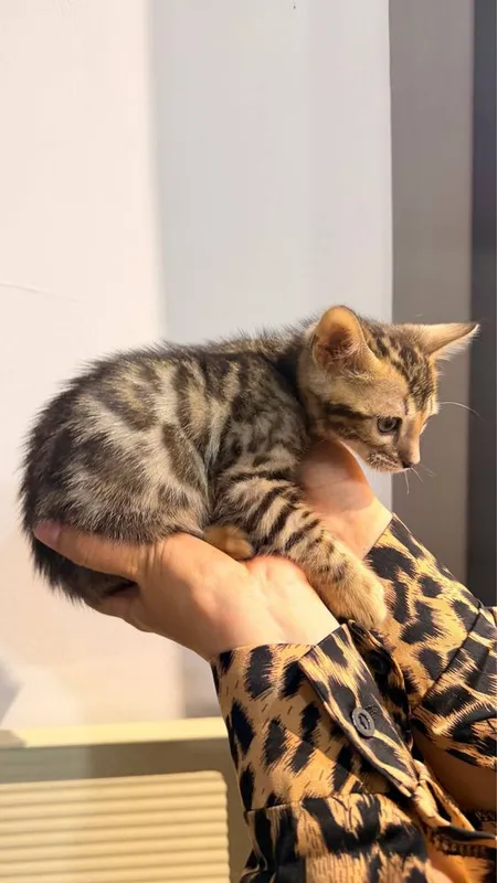 Продаются бенгальски котята 2