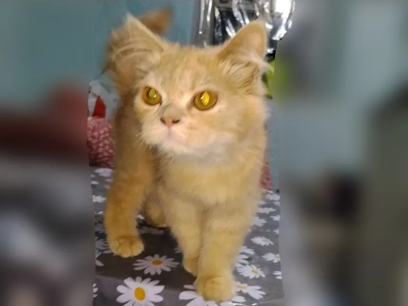 Котята 5 месяцев. — фото 3