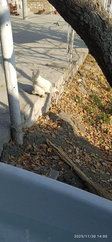 Хонаки товуклар сотаман