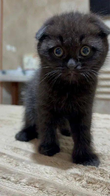 Породистые котята! — фото 3