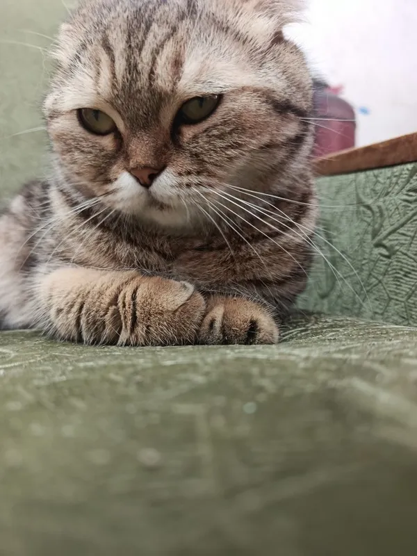 Мушук сотиляпти Скоттиш фолд