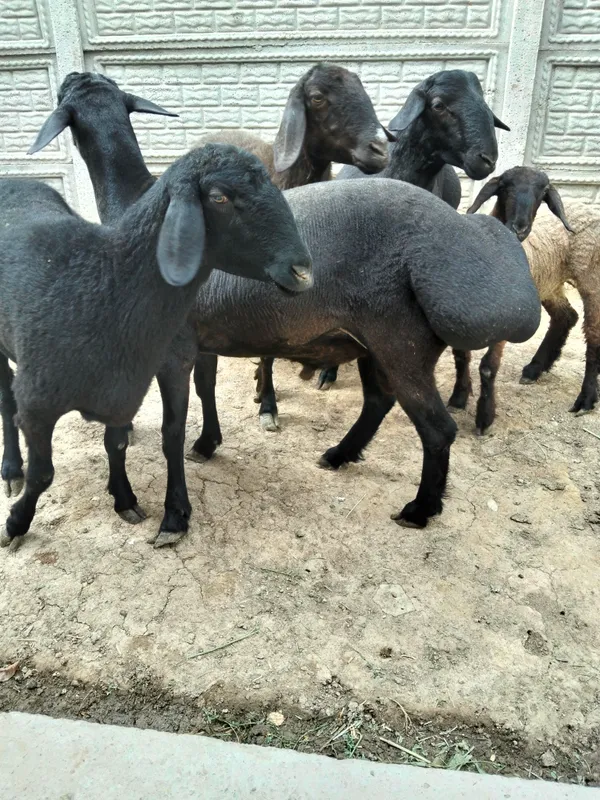 Qochqor 2 ta trik vazni 75/80kg — фото 3