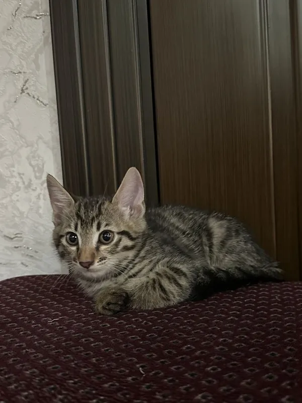 Mushuk sotiladi. 3 Mushuk sotiladi. 3