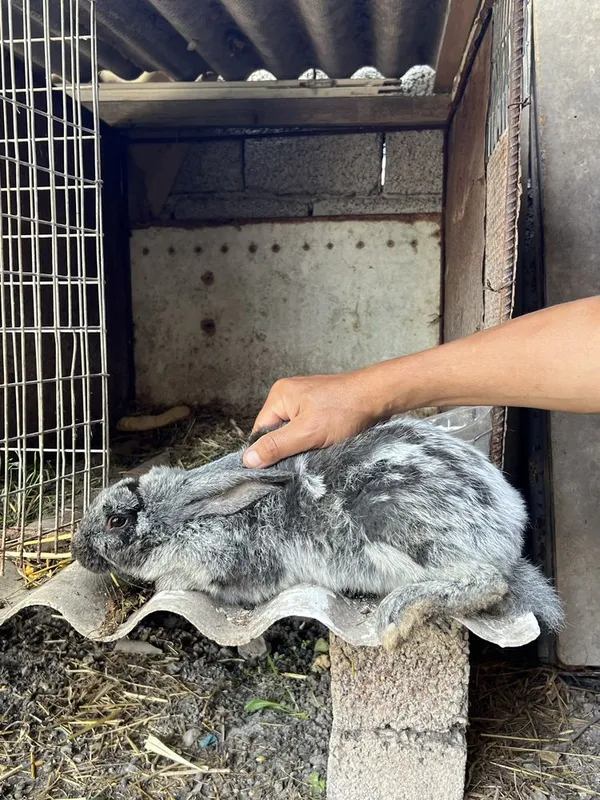 Срочно продам кролика! — фото 3