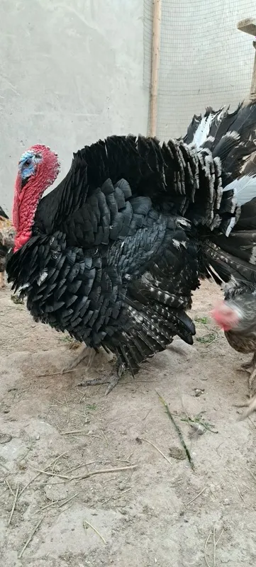 1 yillik uyda boqilgan Induk sotiladi — фото 3