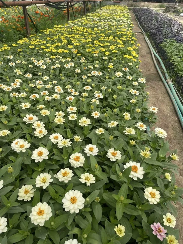 Zina (qoqon gul) gul kochatlari
