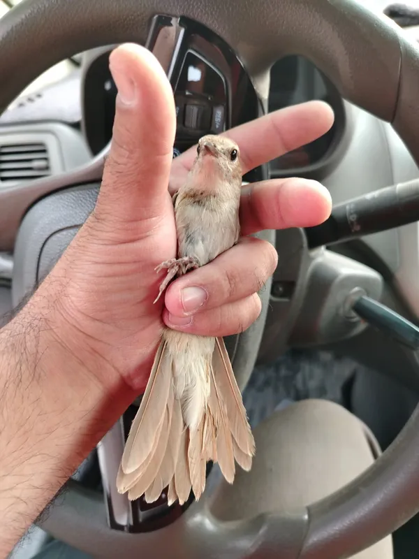 Xohiz bulbuli aprelda uwalgan quwla — фото 5
