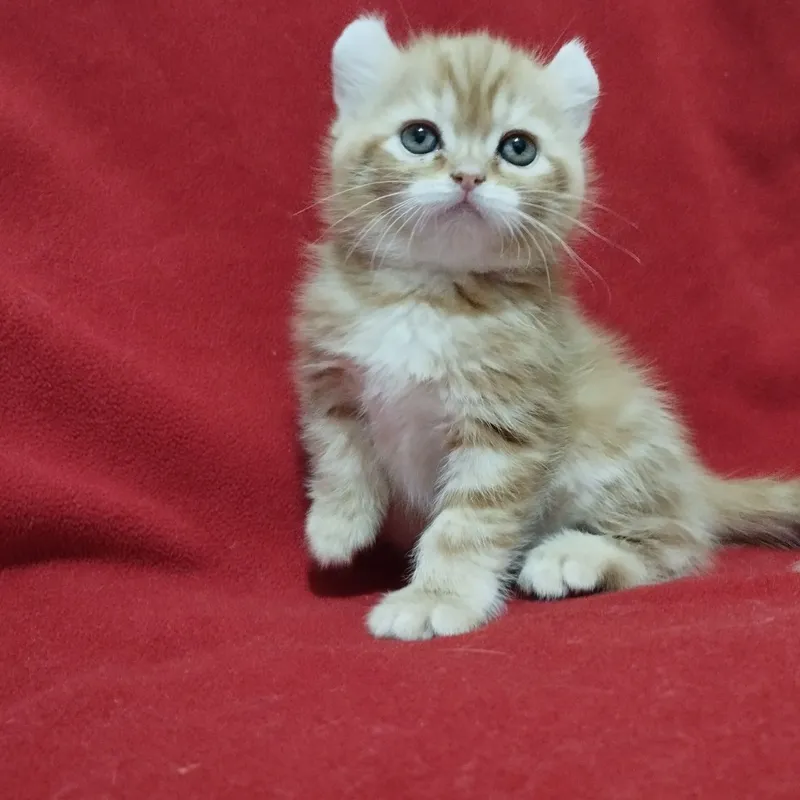 Продаются котята породы кинколоу и керл-мальчик — фото 1