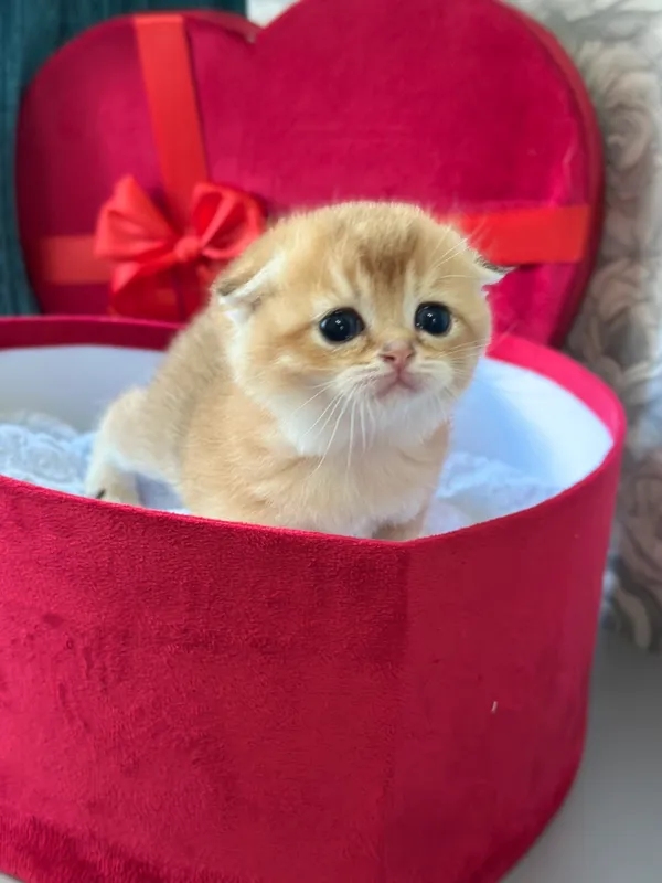 Продаются породистые котята. Золотая шиншилла. — фото 2