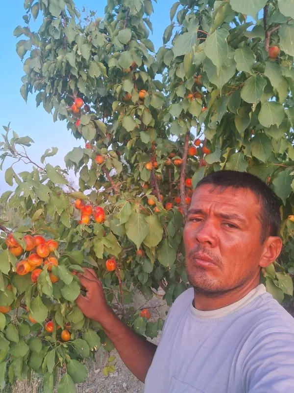 Har xil turdagi ko‘chatlar sotiladi — фото 6