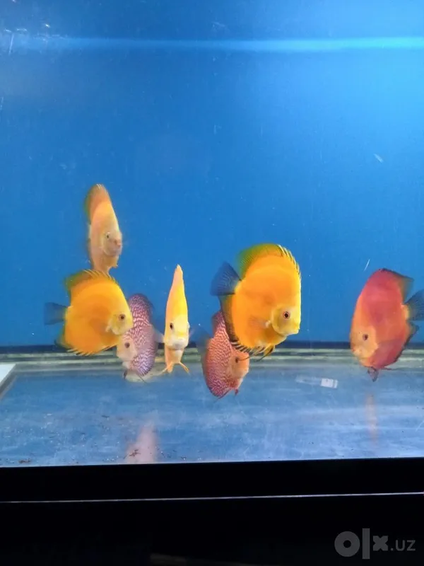 Diskuslar (golden) high body 5 Diskuslar (golden) high body 5