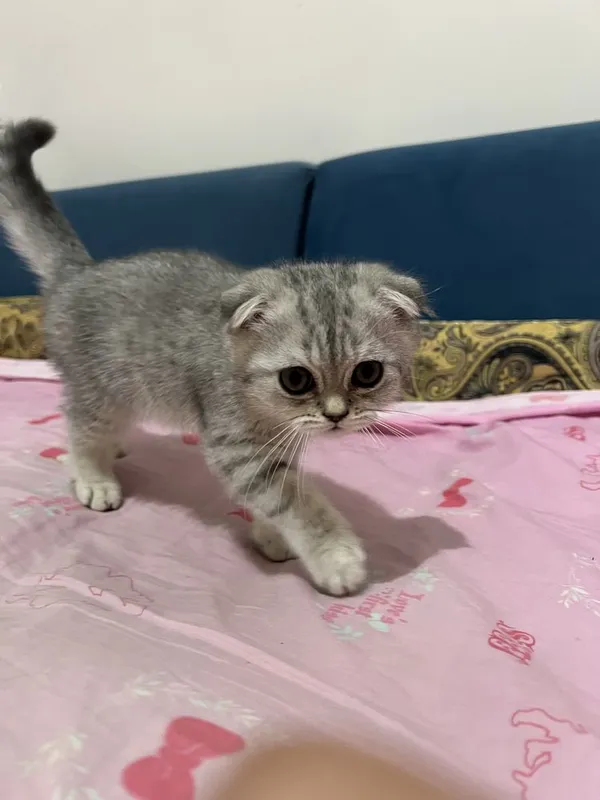 Скоттиш фолд 2та боласи 5 Скоттиш фолд 2та боласи 5