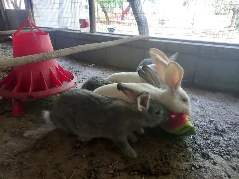 Quyonlar sotiladi 3 Quyonlar sotiladi 3