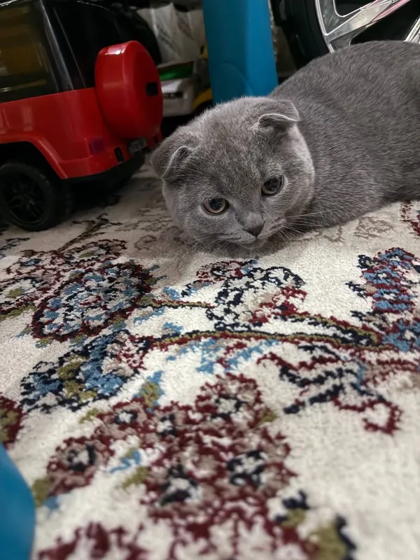 скотиш фолд кошки