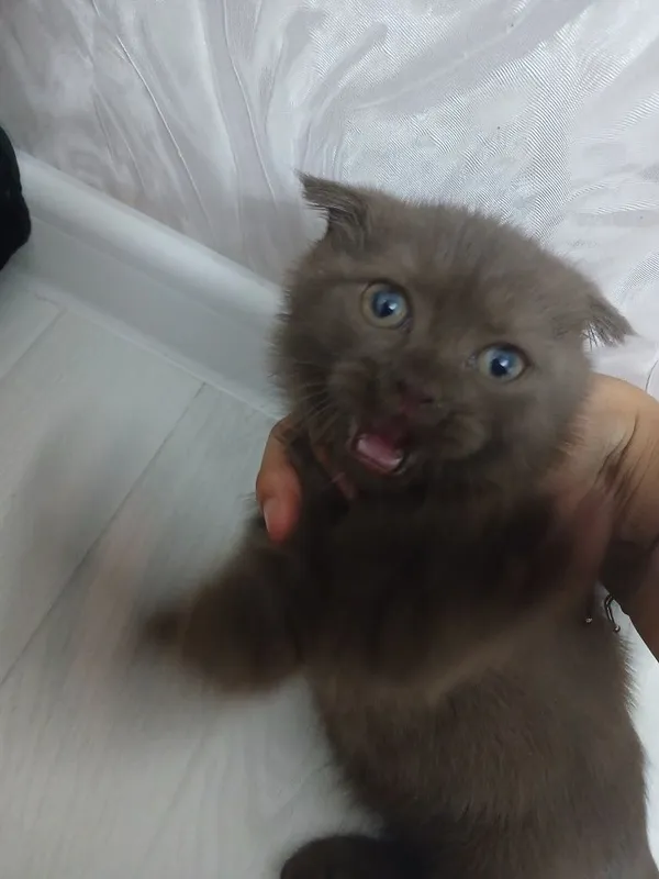 Scottish fold mushuk sotiladi 3 Scottish fold mushuk sotiladi 3