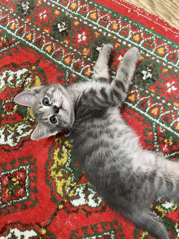 Отдам даром котенка