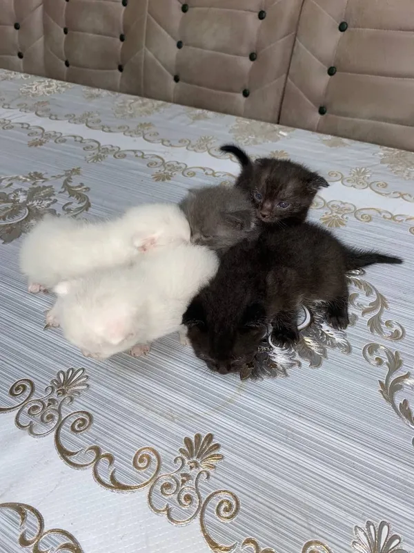 Продаются котята 2 месячные породистые очень красивые и ласковые. 2