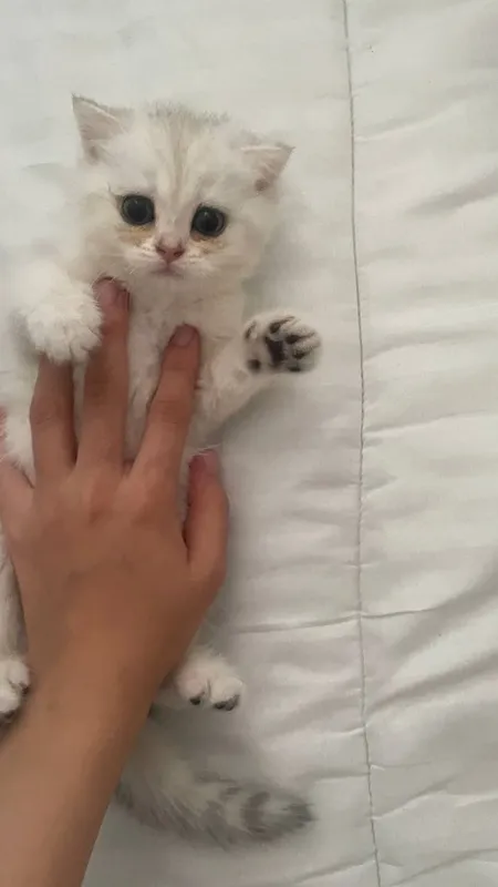 Scottish fold 3 Scottish fold 3